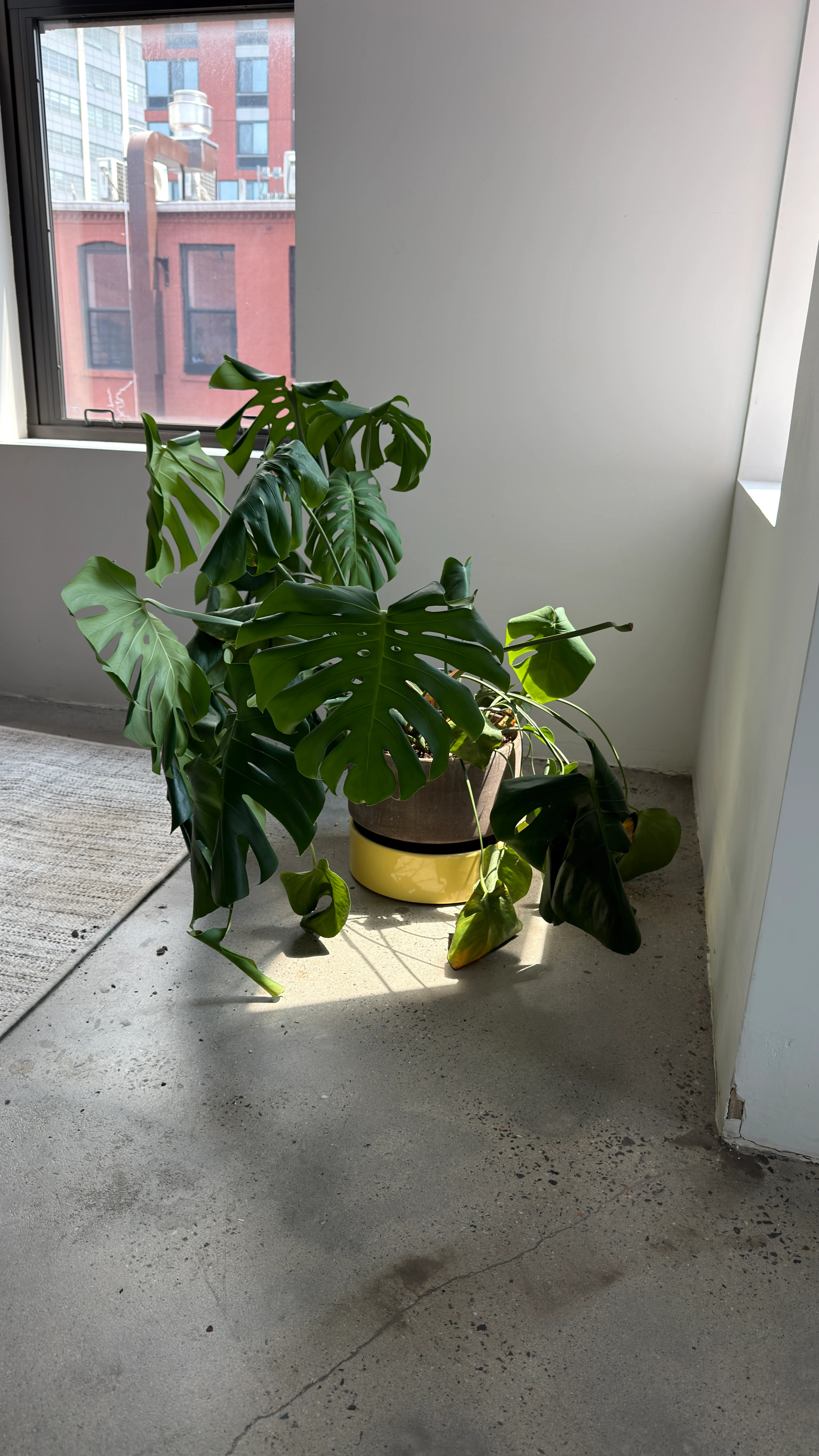 Bergs Potter Terracotta Planters with Yellow Base — view 2